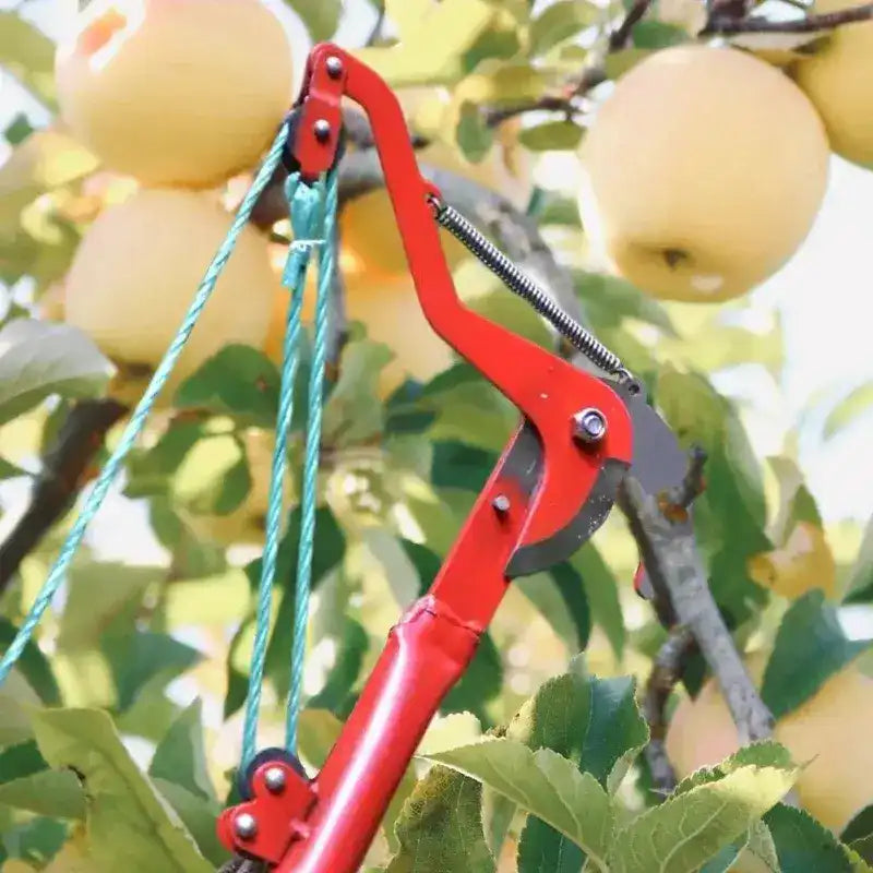 Ciseaux Extensibles pour Branches Hautes